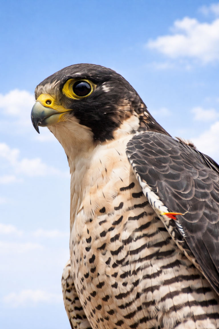 Halcón Peregrino Cassini