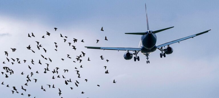 control-de-aves-en-aeropuertos-hamelin-bioseguridad-zaragoza-la-muela-control-de-aves-en-aviones-aeropuertos